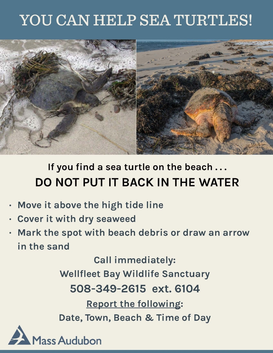 Beach Sign for Cold Stunned Turtles Beach Sign for Cold Stunned Turtles