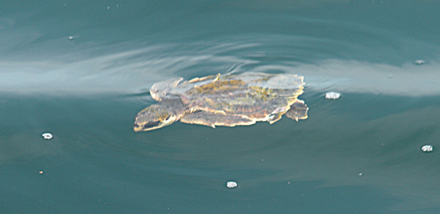 3rd Kemp's ridley photo