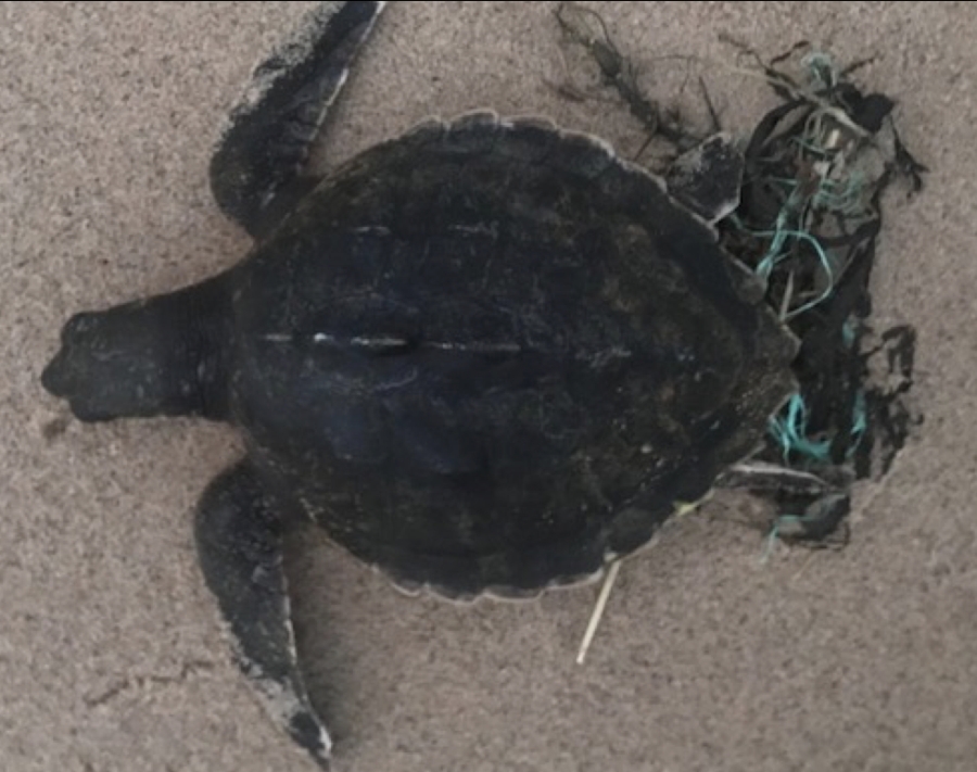 Cold-stunned Kemp's ridley sea turtle. Photo by Nancy Rabke Cold-stunned Kemp's ridley sea turtle. Photo by Nancy Rabke