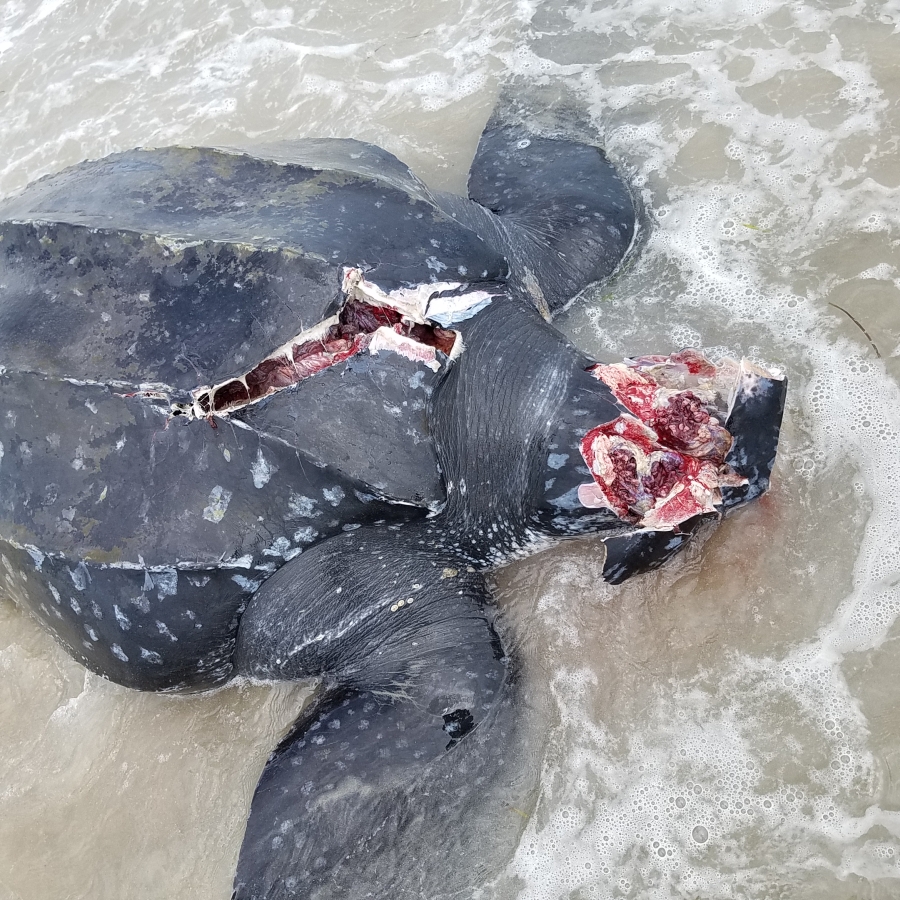 leatherback photo by WBWS staff leatherback photo by WBWS staff
