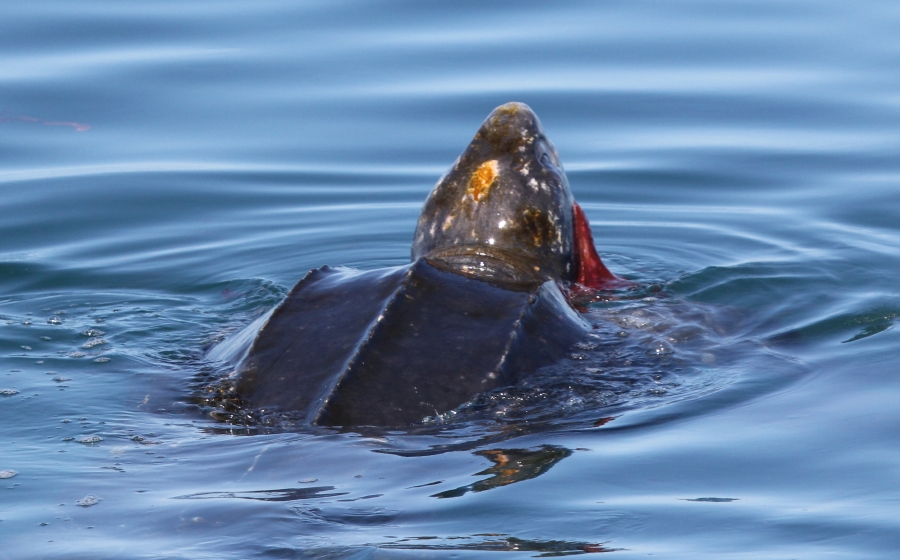 Leatherback eating a lion's mane jellyfish. Photo by M. White, M/V Granite State Leatherback eating a lion's mane jellyfish. Photo by M. White, M/V Granite State