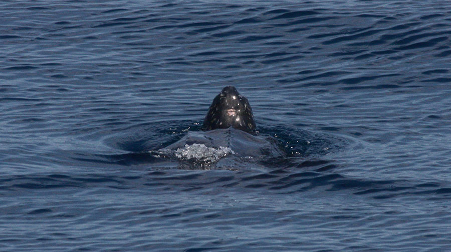 Leatherback Photo by J. Gwalthney, F/V Eileen K Leatherback Photo by J. Gwalthney, F/V Eileen K