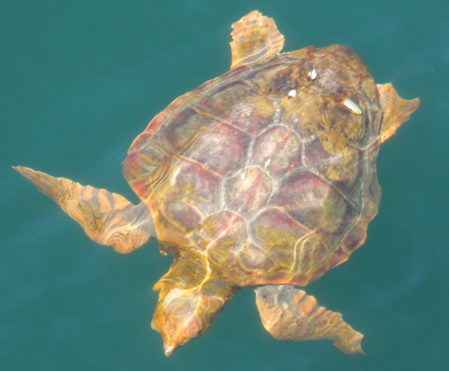 loggerhead photo by Amy Warren, Newburyport Whale Watch loggerhead photo by Amy Warren, Newburyport Whale Watch