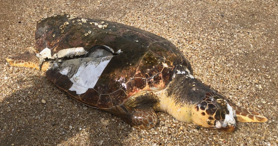 Dead, vessel-struck loggerhead showing propeller wound, photo by Bruce Faulkner 12th loggerhead photo