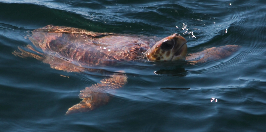 loggerhead photo by Amy Warren, Newburyport Whale Watch loggerhead photo by Amy Warren, Newburyport Whale Watch